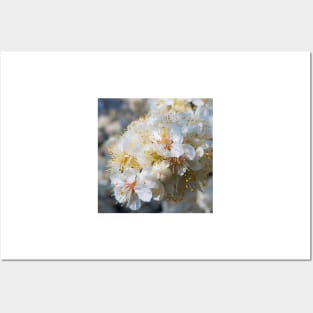 White Plum Blossom Posters and Art